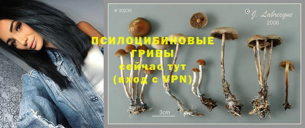 индика Аркадак